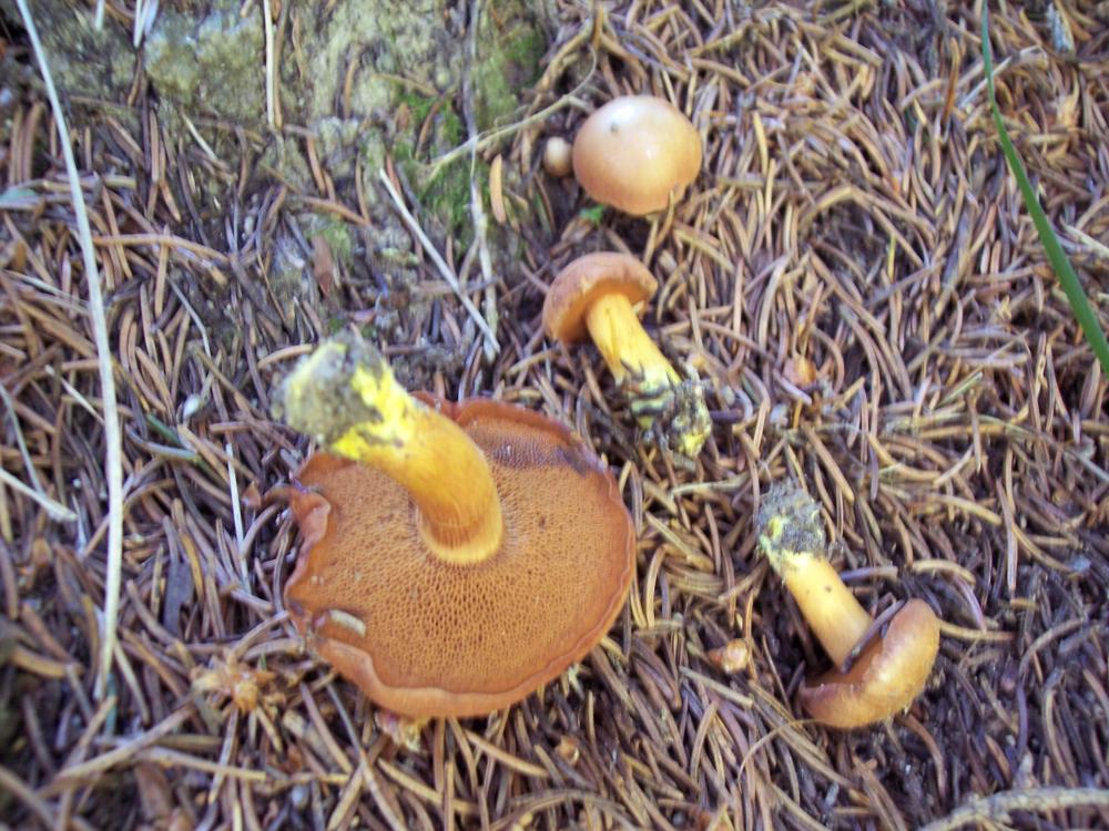 Finalmente funghi in valle (aosta)